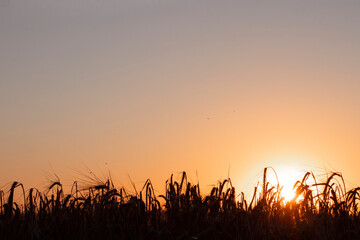 Fototapeta na wymiar Ears of wheat in the field at sunset