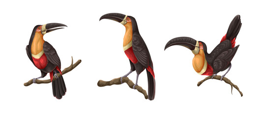 Toucans on the branches isolated. Vector.