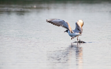 seagull on a lake at sunset