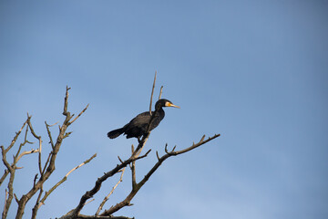 great cormorant bird in the delta