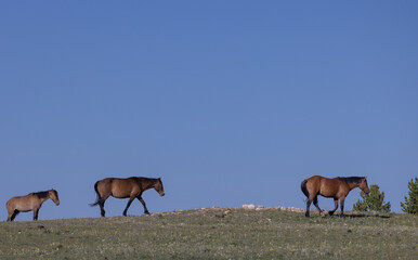 Fototapeta na wymiar Wild Horses in Summer in the Pryor Mountains Montana