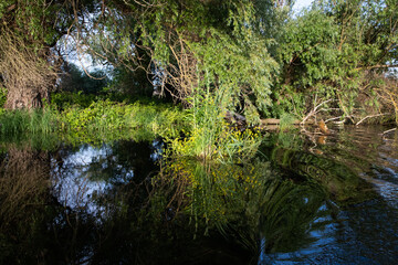 beautiful bright green summer foliage reflecting in water in the delta