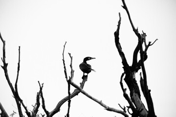 great cormorant bird in the delta