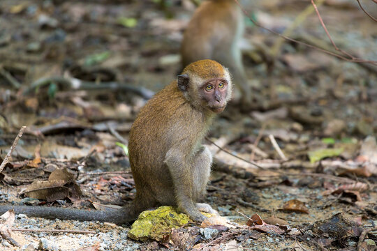 Baby Monkey around the tropical forest of Chet Jawa Wetlands in Pulau Ubin island of Singapore