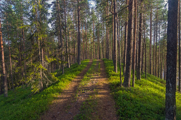 Forest road climbs the hill. Karelia, Russia.