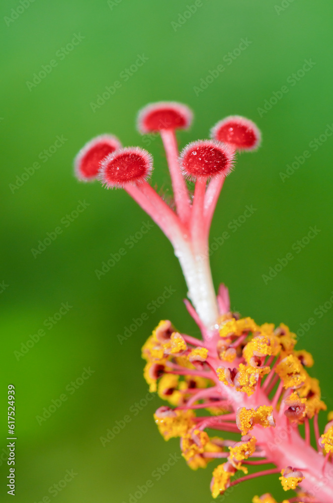 Sticker close up red carpel of the snowflake hibiscus ( hibiscus rosa sinensis )