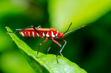 Red Cotton Bug (Dysdercus cingulatus) Close-up on a green leaf