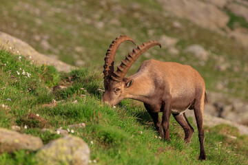 Ibex, Range of Mont Blanc. French Alps