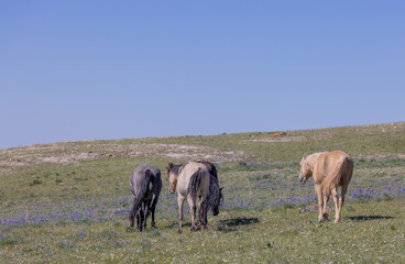 Wild Horses in Summer in the Pryor Mountains Montana