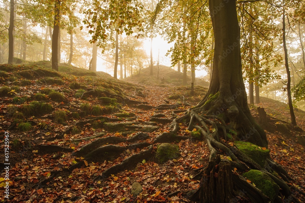 Sticker beautiful autumn color forest with morning fog and foliage