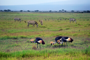 Fototapeta na wymiar Two Grey Crowned Crane and zebras in Amboseli national park