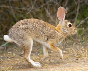 Endangered riparian brush rabbit  running , seen in the wild in North California