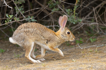 Naklejka na ściany i meble Endangered riparian brush rabbit running , seen in the wild in North California