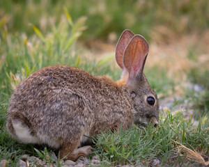 Endangered riparian brush rabbit, , seen in the wild in North California