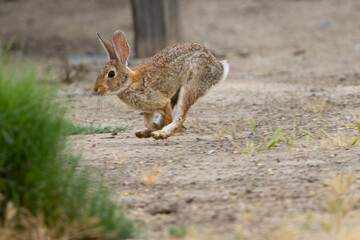 Endangered riparian brush rabbit  running , seen in the wild in North California