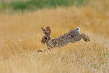 Endangered riparian brush rabbit  running , seen in the wild in North California