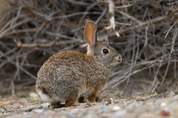 Naklejka na ściany i meble Endangered riparian brush rabbit, , seen in the wild in North California