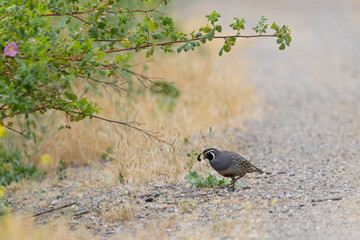 Male California quail, seen in the wild in North California