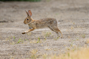 Endangered riparian brush rabbit  running , seen in the wild in North California