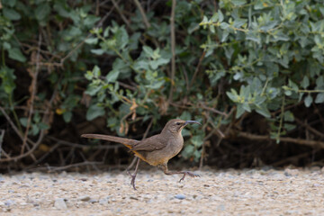 Close up of a California thrasher running, seen in the wild in North California