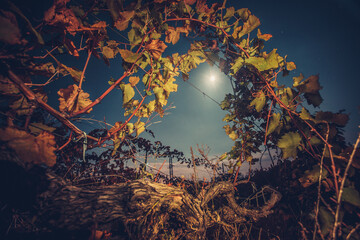 Beautiiful vineyard landscape in the moonlight. Night time. Autumn time, ready for harvest and...