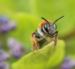 Small bee on green spring garden leaf macro close-up