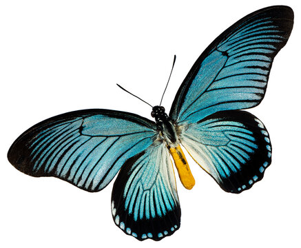 A blue black butterfly on the white background
