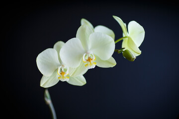 Fototapeta na wymiar branch beautiful white orchid on a black background