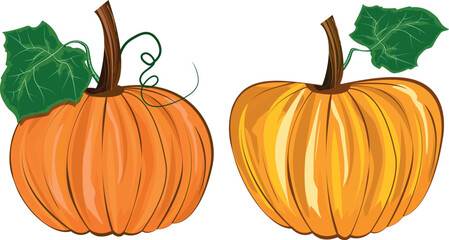 drawing vector of pumpkin squash with green leaf set 
