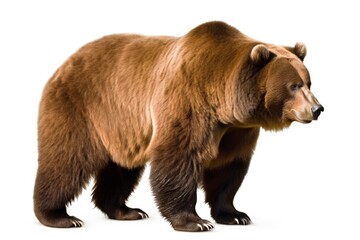 A large brown bear standing next to a white background created with Generative AI technology