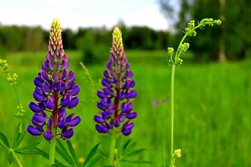 flowers in the wind. Summer field after rain. Flowers, plants and insects