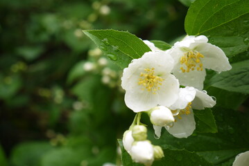 Zbliżenie białych kwiatów jaśminu w porze kwitnienia w lecie - obrazy, fototapety, plakaty