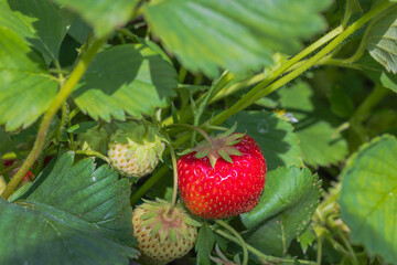 Macro view of strawberry bush with berries growing in garden.