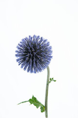 echinops ritro blue flower  and stem on white backgound
