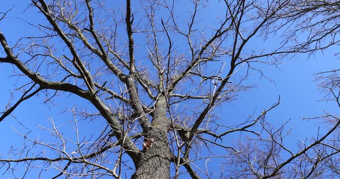 leafless trees in sunny weather in spring, tree branches without foliage in early spring