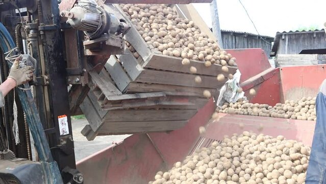 Seed box of potato planter is filled with seed potatoes.