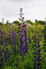 Blue false indigo in a meadow