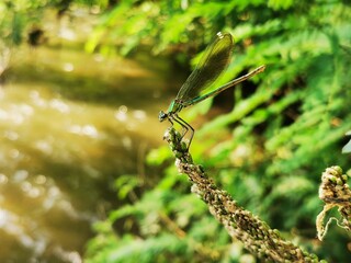 Obraz na płótnie Canvas Dragonfly sits on a grass near water 