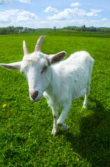 Koza_2023 © Krzysiek Cegiełka