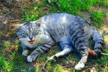 cat of Scottish Straight breed lays on the green grass looks maliciously