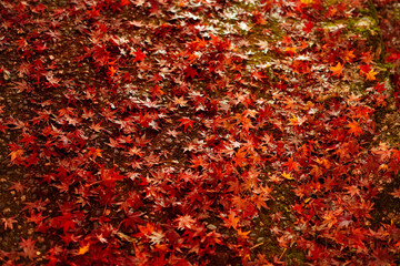 京都の山道を埋め尽くす落ちた紅葉の葉