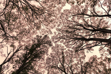 Photograph looking up through a tree canopy in a forest in the Blue Mountains in New South Wales in Australia