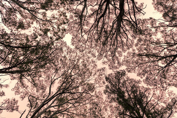 Photograph looking up through a tree canopy in a forest in the Blue Mountains in New South Wales in Australia