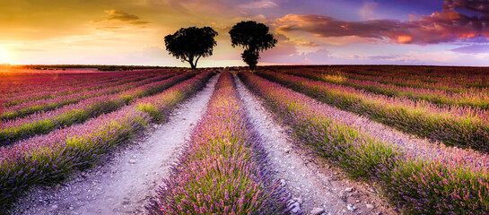 Lavender fields at sunset with a pink sky and a tree on the horizon in the Brihuega region of...