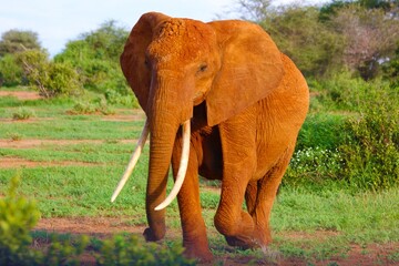 Fototapeta na wymiar Wild Elephant in Africa.They live in forests of africa. Ther are very big and toll.It has long two tusks.this is a tame elephant.It eats leaves of trees.It is larges animal among others.They live as g