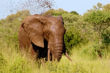 Fototapeta na wymiar This is wild elephant.taking a mud batth.