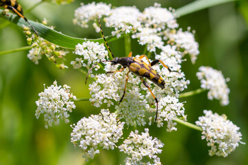 Spotted Longhorn (Rutpela maculata) beetle foraging on Umbellate flower in a forest