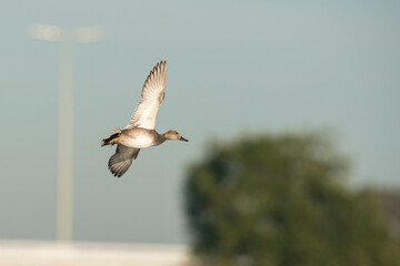 Gadwall (Mareca strepera) adult drake in flight bove a lake