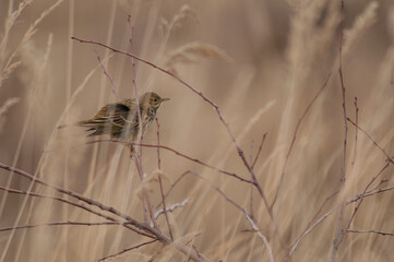 Meadow Pipit (Anthus pratenis) adult resting on a twig in the dunes