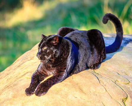 Black Panther at wildlife sanctuary near Plettenberg Bay, South Africa